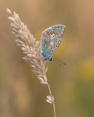 <i class='fa fa-user'></i>&nbsp;Johan van Gurp&nbsp;|  Icarusblauwtje&nbsp; <i class='fa fa-eye'>&nbsp;73</i> &nbsp;<i class='fa fa-thumbs-up'>&nbsp;5</i> &nbsp; <i class='fa fa-comment-o'>&nbsp;2</i>