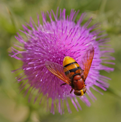 <i class='fa fa-user'></i>&nbsp;Nel R&nbsp;|  Stadsreus&nbsp; <i class='fa fa-eye'>&nbsp;64</i> &nbsp;<i class='fa fa-thumbs-up'>&nbsp;2</i> &nbsp; <i class='fa fa-comment-o'>&nbsp;5</i>