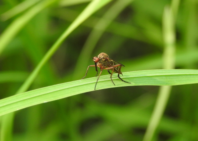 <i class='fa fa-user'></i>&nbsp;Jovanzo&nbsp;|  Akkerdisteldansvlieg&nbsp; <i class='fa fa-eye'>&nbsp;60</i> &nbsp;<i class='fa fa-thumbs-up'>&nbsp;2</i> &nbsp; <i class='fa fa-comment-o'>&nbsp;1</i>