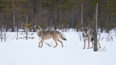 <i class='fa fa-user'></i>&nbsp;Luc Meert&nbsp;|  Wolf&nbsp; <i class='fa fa-eye'>&nbsp;128</i> &nbsp;<i class='fa fa-thumbs-up'>&nbsp;4</i> &nbsp; <i class='fa fa-comment-o'>&nbsp;1</i>