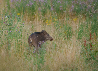 <i class='fa fa-user'></i>&nbsp;Jurgen Maassen&nbsp;|  Wild Zwijn&nbsp; <i class='fa fa-eye'>&nbsp;113</i> &nbsp;<i class='fa fa-thumbs-up'>&nbsp;4</i> &nbsp; <i class='fa fa-comment-o'>&nbsp;6</i>