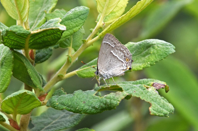 <i class='fa fa-user'></i>&nbsp;kooyammers&nbsp;|  Eikenpage&nbsp; <i class='fa fa-eye'>&nbsp;80</i> &nbsp;<i class='fa fa-thumbs-up'>&nbsp;2</i> &nbsp; <i class='fa fa-comment-o'>&nbsp;4</i>