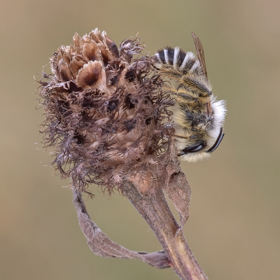 <i class='fa fa-user'></i>&nbsp;Johan van Gurp&nbsp;|  Pluimvoetbij&nbsp; <i class='fa fa-eye'>&nbsp;70</i> &nbsp;<i class='fa fa-thumbs-up'>&nbsp;6</i> &nbsp; <i class='fa fa-comment-o'>&nbsp;3</i>