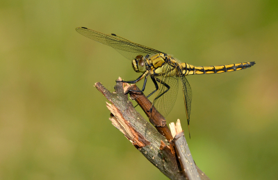 <i class='fa fa-user'></i>&nbsp;Eric Gibcus&nbsp;|  Gewone Oeverlibel&nbsp; <i class='fa fa-eye'>&nbsp;55</i> &nbsp;<i class='fa fa-thumbs-up'>&nbsp;1</i> &nbsp; <i class='fa fa-comment-o'>&nbsp;1</i>