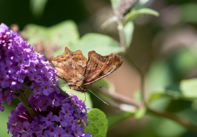 Tijdens mijn dagelijkse fietsrondje zag ik vlinders bij vlinder struiken, deze dag heb ik dan eindelijk eens m'n camera in de fietstas meegenomen en bij de vlinderstruik gestopt om te proberen uit de hand een opname te maken. Dit is het resultaat.