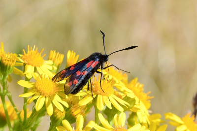 <i class='fa fa-user'></i>&nbsp;Bert Veerman&nbsp;|  Sint-jansvlinder&nbsp; <i class='fa fa-eye'>&nbsp;43</i> &nbsp;<i class='fa fa-thumbs-up'>&nbsp;1</i> &nbsp; <i class='fa fa-comment-o'>&nbsp;1</i>