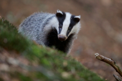 <i class='fa fa-user'></i>&nbsp;jeb&nbsp;|  Das&nbsp; <i class='fa fa-eye'>&nbsp;131</i> &nbsp;<i class='fa fa-thumbs-up'>&nbsp;8</i> &nbsp; <i class='fa fa-comment-o'>&nbsp;4</i>