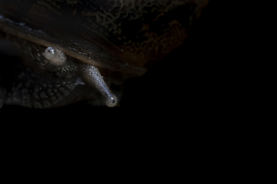 Beetje teveel wind en buien voor vlinders te fotograferen. Slakken doen het altijd goed na een bui. Mij geconcentreerd op de 'ogen'. Om deze beter te laten uitkomen rest van de foto donkerder gezet in LR.