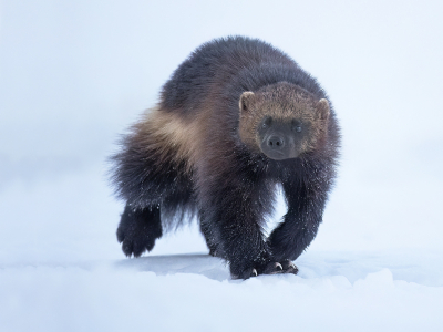 <i class='fa fa-user'></i>&nbsp;Luc Meert&nbsp;|  Veelvraat&nbsp; <i class='fa fa-eye'>&nbsp;141</i> &nbsp;<i class='fa fa-thumbs-up'>&nbsp;13</i> &nbsp; <i class='fa fa-comment-o'>&nbsp;6</i>