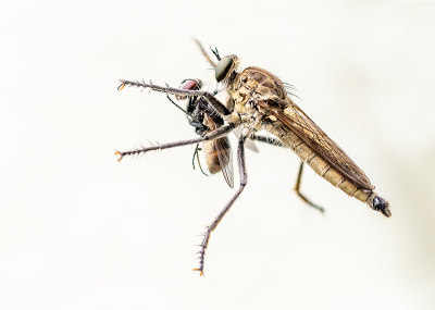 <i class='fa fa-user'></i>&nbsp;Tom&nbsp;|  Zandroofvlieg&nbsp; <i class='fa fa-eye'>&nbsp;78</i> &nbsp;<i class='fa fa-thumbs-up'>&nbsp;3</i> &nbsp; <i class='fa fa-comment-o'>&nbsp;2</i>