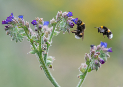 <i class='fa fa-user'></i>&nbsp;Eef Kieft&nbsp;|  Aardhommel&nbsp; <i class='fa fa-eye'>&nbsp;57</i> &nbsp;<i class='fa fa-thumbs-up'>&nbsp;2</i> &nbsp; <i class='fa fa-comment-o'>&nbsp;2</i>