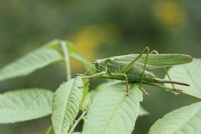 <i class='fa fa-user'></i>&nbsp;Paul Vandebroek&nbsp;|  Grote Groene Sabelsprinkhaan&nbsp; <i class='fa fa-eye'>&nbsp;54</i> &nbsp;<i class='fa fa-thumbs-up'>&nbsp;2</i> &nbsp; <i class='fa fa-comment-o'>&nbsp;2</i>