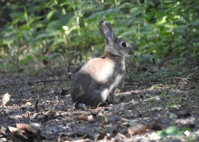 <i class='fa fa-user'></i>&nbsp;Jovanzo&nbsp;|  Konijn&nbsp; <i class='fa fa-eye'>&nbsp;104</i> &nbsp;<i class='fa fa-thumbs-up'>&nbsp;1</i> &nbsp; <i class='fa fa-comment-o'>&nbsp;2</i>