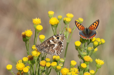 <i class='fa fa-user'></i>&nbsp;nelappelmelk&nbsp;|  Heivlinder&nbsp; <i class='fa fa-eye'>&nbsp;114</i> &nbsp;<i class='fa fa-thumbs-up'>&nbsp;5</i> &nbsp; <i class='fa fa-comment-o'>&nbsp;7</i>