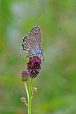 <i class='fa fa-user'></i>&nbsp;kooyammers&nbsp;|  Pimpernelblauwtje&nbsp; <i class='fa fa-eye'>&nbsp;76</i> &nbsp;<i class='fa fa-thumbs-up'>&nbsp;2</i> &nbsp; <i class='fa fa-comment-o'>&nbsp;2</i>