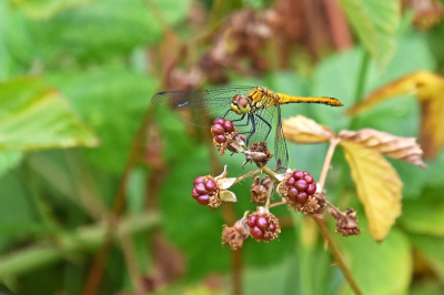 <i class='fa fa-user'></i>&nbsp;kooyammers&nbsp;|  Bloedrode Heidelibel&nbsp; <i class='fa fa-eye'>&nbsp;50</i> &nbsp;<i class='fa fa-thumbs-up'>&nbsp;2</i> &nbsp; <i class='fa fa-comment-o'>&nbsp;1</i>