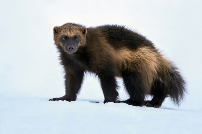 <i class='fa fa-user'></i>&nbsp;Luc Meert&nbsp;|  Veelvraat&nbsp; <i class='fa fa-eye'>&nbsp;128</i> &nbsp;<i class='fa fa-thumbs-up'>&nbsp;3</i> &nbsp; <i class='fa fa-comment-o'>&nbsp;5</i>