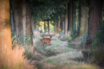 <i class='fa fa-user'></i>&nbsp;robert-jan&nbsp;|  Ree&nbsp; <i class='fa fa-eye'>&nbsp;151</i> &nbsp;<i class='fa fa-thumbs-up'>&nbsp;5</i> &nbsp; <i class='fa fa-comment-o'>&nbsp;7</i>