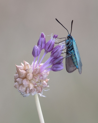 <i class='fa fa-user'></i>&nbsp;Johan van Gurp&nbsp;|  Metaalvlinder&nbsp; <i class='fa fa-eye'>&nbsp;79</i> &nbsp;<i class='fa fa-thumbs-up'>&nbsp;7</i> &nbsp; <i class='fa fa-comment-o'>&nbsp;3</i>