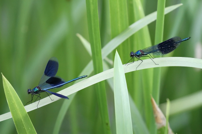 <i class='fa fa-user'></i>&nbsp;GertvanderSchaaf&nbsp;|  Weidebeekjuffer&nbsp; <i class='fa fa-eye'>&nbsp;61</i> &nbsp; <i class='fa fa-comment-o'>&nbsp;2</i>