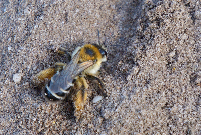 Toen ik deze voor het eerst zag, op exact de zelfde plek trouwens en er op gewezen door enthousiastelingen, was ik er meteen verliefd op. Telkens wanneer ik dan ook op dat pad loop, kijk ik meer op de grond dan om me heen. En nu zag ik hem weer - in de schaduw, er viel niet veel moois van te maken. Maar het koddige, waardoor ik hem zo leuk vind, is hier wel duidelijk denk ik.