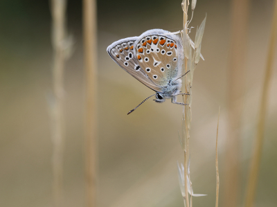 <i class='fa fa-user'></i>&nbsp;Ad Sprang&nbsp;|  Icarusblauwtje&nbsp; <i class='fa fa-eye'>&nbsp;86</i> &nbsp;<i class='fa fa-thumbs-up'>&nbsp;7</i> &nbsp; <i class='fa fa-comment-o'>&nbsp;3</i>