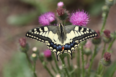 <i class='fa fa-user'></i>&nbsp;Paul Vandebroek&nbsp;|  Koninginnenpage&nbsp; <i class='fa fa-eye'>&nbsp;94</i> &nbsp;<i class='fa fa-thumbs-up'>&nbsp;5</i> &nbsp; <i class='fa fa-comment-o'>&nbsp;4</i>