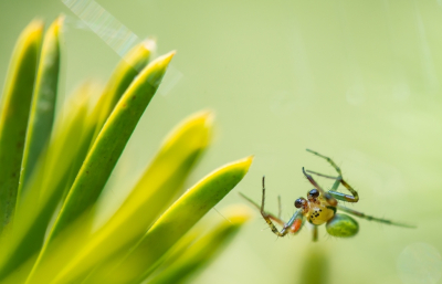 <i class='fa fa-user'></i>&nbsp;pietwil&nbsp;|  Gewone Komkommerspin&nbsp; <i class='fa fa-eye'>&nbsp;68</i> &nbsp;<i class='fa fa-thumbs-up'>&nbsp;1</i> &nbsp; <i class='fa fa-comment-o'>&nbsp;1</i>