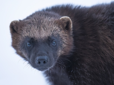 <i class='fa fa-user'></i>&nbsp;Luc Meert&nbsp;|  Veelvraat&nbsp; <i class='fa fa-eye'>&nbsp;108</i> &nbsp;<i class='fa fa-thumbs-up'>&nbsp;1</i> &nbsp; <i class='fa fa-comment-o'>&nbsp;2</i>