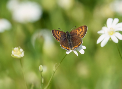 <i class='fa fa-user'></i>&nbsp;Jurgen Maassen&nbsp;|  Blauwe Vuurvlinder&nbsp; <i class='fa fa-eye'>&nbsp;85</i> &nbsp;<i class='fa fa-thumbs-up'>&nbsp;3</i> &nbsp; <i class='fa fa-comment-o'>&nbsp;6</i>