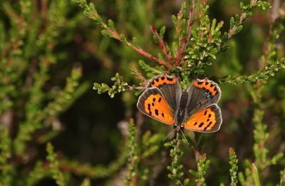 <i class='fa fa-user'></i>&nbsp;nelappelmelk&nbsp;|  Kleine Vuurvlinder&nbsp; <i class='fa fa-eye'>&nbsp;66</i> &nbsp;<i class='fa fa-thumbs-up'>&nbsp;2</i> &nbsp; <i class='fa fa-comment-o'>&nbsp;5</i>