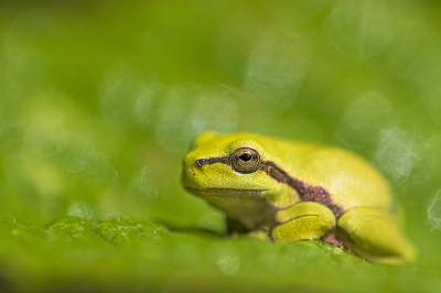 <i class='fa fa-user'></i>&nbsp;Bertus&nbsp;|  Europese Boomkikker&nbsp; <i class='fa fa-eye'>&nbsp;89</i> &nbsp;<i class='fa fa-thumbs-up'>&nbsp;3</i> &nbsp; <i class='fa fa-comment-o'>&nbsp;5</i>