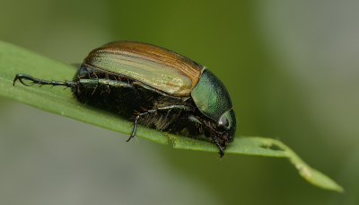 <i class='fa fa-user'></i>&nbsp;janvangastel&nbsp;|  Kleine Julikever&nbsp; <i class='fa fa-eye'>&nbsp;60</i> &nbsp;<i class='fa fa-thumbs-up'>&nbsp;2</i> &nbsp; <i class='fa fa-comment-o'>&nbsp;2</i>