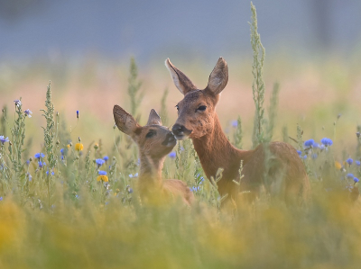 Capreolus capreolus / Ree / Roe Deer