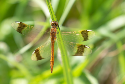 <i class='fa fa-user'></i>&nbsp;Marie-Jos� Boon&nbsp;|  Bandheidelibel&nbsp; <i class='fa fa-eye'>&nbsp;77</i> &nbsp;<i class='fa fa-thumbs-up'>&nbsp;1</i> &nbsp; <i class='fa fa-comment-o'>&nbsp;4</i>