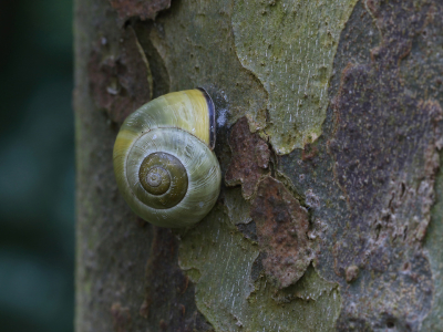 Langs enkele paden van een vrij donker bosvak in het Maximapark tref je overdag geregeld de Zwartgerande Tuinslak, een qua kleur en bandering uiterst variabele soort. De slakken hangen daar onder meer tegen de gladde stammen van Platanen en kunnen er, afhankelijk van het weer, langdurig blijven pleisteren. 
In perioden van droogte houden slakken zich gedeisd. Om uitdroging tegen te gaan wordt de ruimte tussen de opening van het slakkenhuis en de ondergrond waarop de slak zich bevindt dichtgesealed met een laagje snel hard wordend slijm. Er schijnt daarbij een miniscuul luchtgaatje opengelaten te worden.
Ik ben nu met een projectje bezig om de enorme variatie aan kleur(combinaties) alsmede de mate van bandering in beeld te brengen.
Hier om te beginnen naast elkaar twee beelden van exemplaren zonder bandering en met totaal verschillende kleuren, beiden op Plataan.