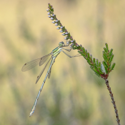 <i class='fa fa-user'></i>&nbsp;Johan van Gurp&nbsp;|  Tengere pantserjuffer&nbsp; <i class='fa fa-eye'>&nbsp;77</i> &nbsp;<i class='fa fa-thumbs-up'>&nbsp;7</i> &nbsp; <i class='fa fa-comment-o'>&nbsp;3</i>