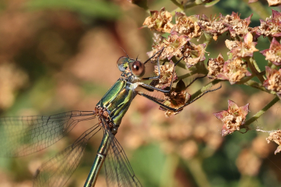 <i class='fa fa-user'></i>&nbsp;Henk Baptist&nbsp;|  Houtpantserjuffer&nbsp; <i class='fa fa-eye'>&nbsp;71</i> &nbsp;<i class='fa fa-thumbs-up'>&nbsp;2</i> &nbsp; <i class='fa fa-comment-o'>&nbsp;3</i>