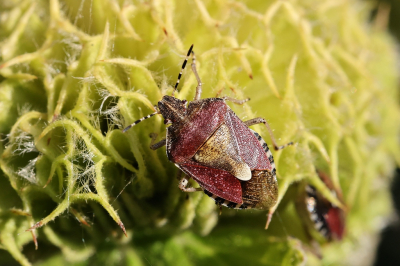 <i class='fa fa-user'></i>&nbsp;Henk Baptist&nbsp;|  Bessenschildwants&nbsp; <i class='fa fa-eye'>&nbsp;56</i> &nbsp;<i class='fa fa-thumbs-up'>&nbsp;1</i> &nbsp; <i class='fa fa-comment-o'>&nbsp;1</i>