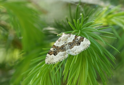 <i class='fa fa-user'></i>&nbsp;Ben Aalders&nbsp;|  Geoogde Bandspanner&nbsp; <i class='fa fa-eye'>&nbsp;84</i> &nbsp;<i class='fa fa-thumbs-up'>&nbsp;6</i> &nbsp; <i class='fa fa-comment-o'>&nbsp;4</i>