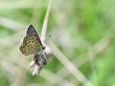 <i class='fa fa-user'></i>&nbsp;josephine&nbsp;|  Bruine Vuurvlinder&nbsp; <i class='fa fa-eye'>&nbsp;71</i> &nbsp;<i class='fa fa-thumbs-up'>&nbsp;2</i> &nbsp; <i class='fa fa-comment-o'>&nbsp;2</i>