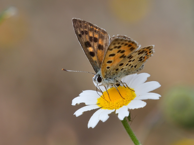 Behalve de hier bekende Bruine Vuurvlinder bestaat er ook nog zoiets als de Iberische Bruine Vuurvlinder. Dat heb ik ook maar ontdekt via internet, en ik zou ook niet zo snel de verschillen kunnen benoemen. Helemaal niet, eigenlijk. Vooralsnog vind ik de nederlandse wel mooier, geloof ik. Deze bergpas is bijzonder vlinderrijk, echt een eldorado voor vlinderliefhebbers. De foto is niet zo bijzonder, maar aangezien ik nog niet meer iberische bruine vuurvlinders hier zie is het wellicht een toevoeging.