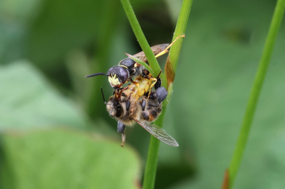 <i class='fa fa-user'></i>&nbsp;Henk Baptist&nbsp;|  Bijenwolf&nbsp; <i class='fa fa-eye'>&nbsp;94</i> &nbsp;<i class='fa fa-thumbs-up'>&nbsp;2</i> &nbsp; <i class='fa fa-comment-o'>&nbsp;4</i>