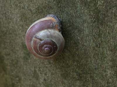 Naturalis:
Waarom klimmen slakken
tegen muren op? 
Niet alle soorten slakken doen dat, maar bepaalde naaktslakken en ook de tuin- en de segrijnslak, soorten die je vaak in de tuin vindt, kunnen soms heel hoog gebouwen in klimmen.