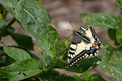 <i class='fa fa-user'></i>&nbsp;nelappelmelk&nbsp;|  Koninginnenpage&nbsp; <i class='fa fa-eye'>&nbsp;91</i> &nbsp;<i class='fa fa-thumbs-up'>&nbsp;5</i> &nbsp; <i class='fa fa-comment-o'>&nbsp;3</i>