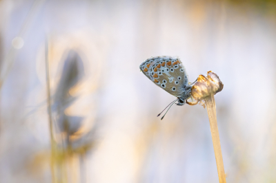 Deze morgen opgestaan voor zonsopgang. Kwam maar laat tevoorschijn. Vandaar beetje geexperimenteerd. Ongeveer meter achter de vlinder stuk oneffen alu-folie gelegd en beneveld. Daar een lamp (die ze gebruiken voor binnenruimtes te verlichten bij bv. schilderwerken - 500 watt)  laten op schijnen. Deze combi zorgen voor de kleuren. Links zie je het silhouet van een 2de vlindertje.