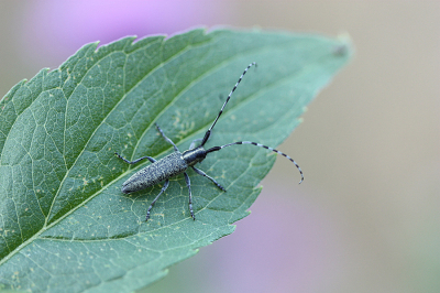 <i class='fa fa-user'></i>&nbsp;Paul Vandebroek&nbsp;|  Gewone Distelboktor&nbsp; <i class='fa fa-eye'>&nbsp;56</i> &nbsp;<i class='fa fa-thumbs-up'>&nbsp;2</i> &nbsp; <i class='fa fa-comment-o'>&nbsp;2</i>