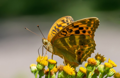 <i class='fa fa-user'></i>&nbsp;pietwil&nbsp;|  Keizersmantel&nbsp; <i class='fa fa-eye'>&nbsp;65</i> &nbsp;<i class='fa fa-thumbs-up'>&nbsp;1</i> &nbsp; <i class='fa fa-comment-o'>&nbsp;2</i>