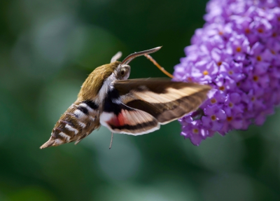 <i class='fa fa-user'></i>&nbsp;jeb&nbsp;|  Walstropijlstaart&nbsp; <i class='fa fa-eye'>&nbsp;156</i> &nbsp;<i class='fa fa-thumbs-up'>&nbsp;6</i> &nbsp; <i class='fa fa-comment-o'>&nbsp;9</i>