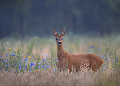 <i class='fa fa-user'></i>&nbsp;robert-jan&nbsp;|  Ree&nbsp; <i class='fa fa-eye'>&nbsp;102</i> &nbsp;<i class='fa fa-thumbs-up'>&nbsp;1</i> &nbsp; <i class='fa fa-comment-o'>&nbsp;2</i>